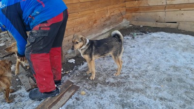 Niko wartet brav auf sein eigenes Zuhause, Mischling Welpen - Rüde