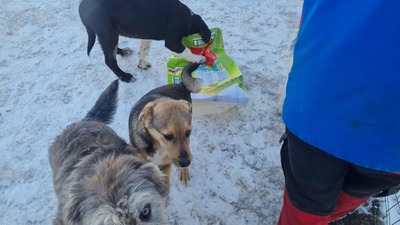 Niko wartet brav auf sein eigenes Zuhause, Mischling Welpen - Rüde