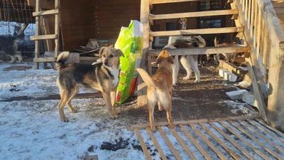 Niko wartet brav auf sein eigenes Zuhause, Mischling Welpen - Rüde