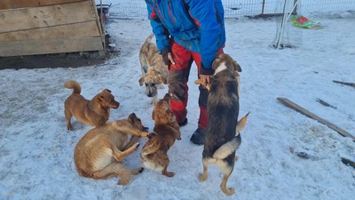 Niko wartet brav auf sein eigenes Zuhause, Mischling Welpen - Rüde