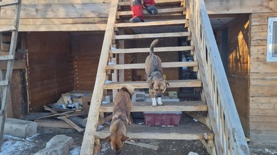 Niko wartet brav auf sein eigenes Zuhause, Mischling Welpen - Rüde