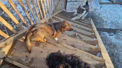 Niko wartet brav auf sein eigenes Zuhause, Mischling Welpen - Rüde