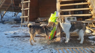 Niko wartet brav auf sein eigenes Zuhause, Mischling Welpen - Rüde