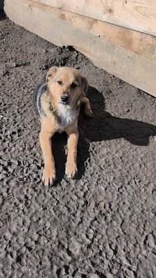 Niko wartet brav auf sein eigenes Zuhause, Mischling Welpen - Rüde