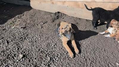 Niko wartet brav auf sein eigenes Zuhause, Mischling Welpen - Rüde