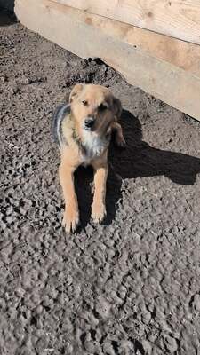 Niko wartet brav auf sein eigenes Zuhause, Mischling Welpen - Rüde