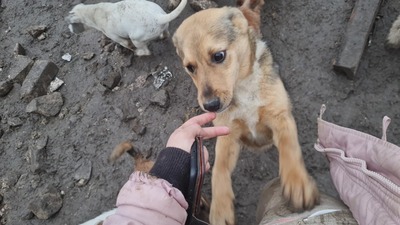 Niko wartet brav auf sein eigenes Zuhause, Mischling Welpen - Rüde