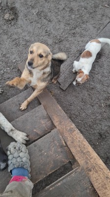 Niko wartet brav auf sein eigenes Zuhause, Mischling Welpen - Rüde
