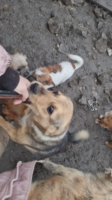 Niko wartet brav auf sein eigenes Zuhause, Mischling Welpen - Rüde