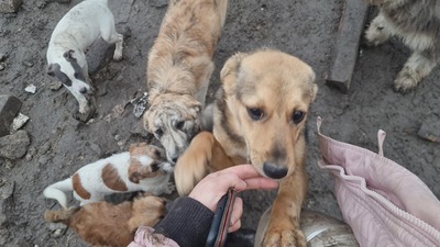 Niko wartet brav auf sein eigenes Zuhause, Mischling Welpen - Rüde