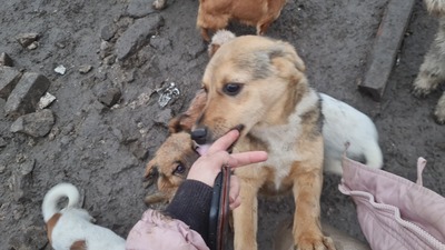 Niko wartet brav auf sein eigenes Zuhause, Mischling Welpen - Rüde