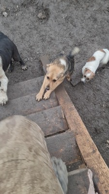 Niko wartet brav auf sein eigenes Zuhause, Mischling Welpen - Rüde