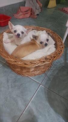 Niku und Anka, Mischlinge - Hündin