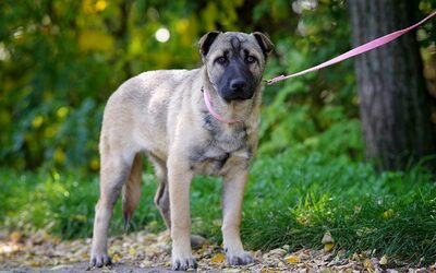 Nila, SharPei-Mischling Welpen - Hündin