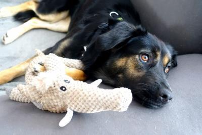 Nina, Mischling - Hündin