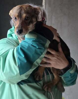 Nina, Mix - Hündin