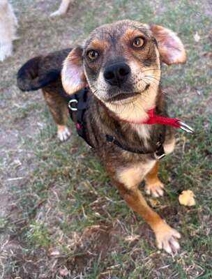 Nina, Mix - Hündin