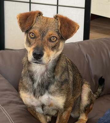 Nina, Mix - Hündin