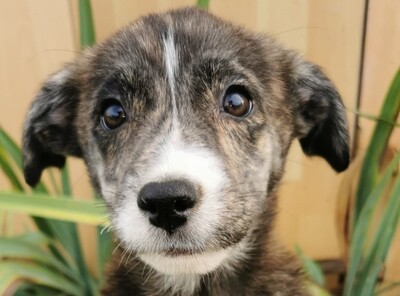 Nina, Welpen - Hündin