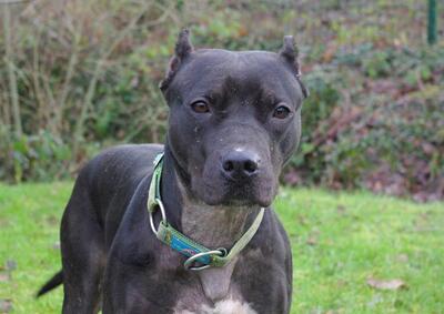 Ninette Mastiff Mix Hündin sucht sportliches Zuhause