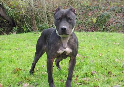 Ninette Mastiff Mix Hündin sucht sportliches Zuhause, Mastiff - Hündin