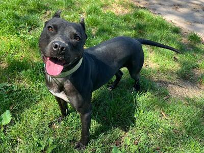 Ninette Mastiff Mix Hündin sucht sportliches Zuhause, Mastiff - Hündin