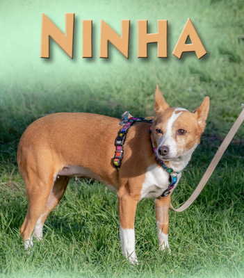 Ninha – ruhig und sensibel, Mischling - Hündin