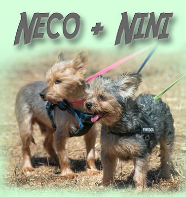 Nini und Neco - die Unzertrennlichen, Yorkshire Terrier - Hündin