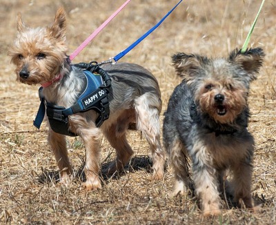 Nini und Neco - die Unzertrennlichen, Yorkshire Terrier - Hündin