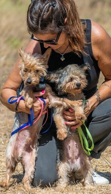 Nini und Neco - die Unzertrennlichen, Yorkshire Terrier - Hündin
