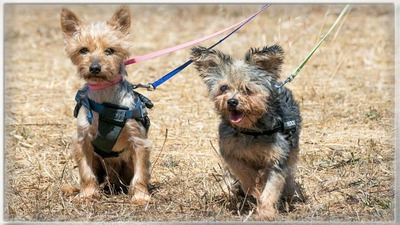 Nini und Neco - die Unzertrennlichen, Yorkshire Terrier - Hündin