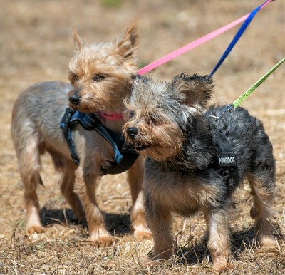Nini und Neco - die Unzertrennlichen, Yorkshire Terrier - Hündin