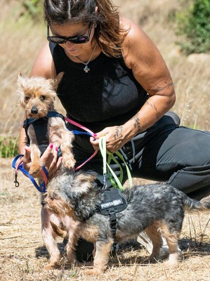 Nini und Neco - die Unzertrennlichen, Yorkshire Terrier - Hündin