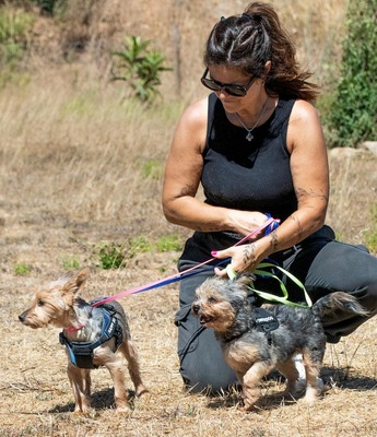 Nini und Neco - die Unzertrennlichen, Yorkshire Terrier - Hündin