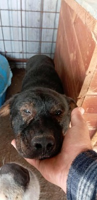 Nino – ein sanfter Rüde sucht sein Zuhause