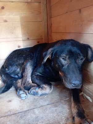 Nino – ein sanfter Rüde sucht sein Zuhause, Mischling - Rüde