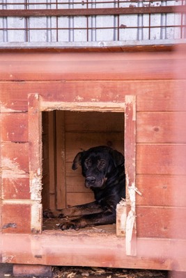 Nino – ein sanfter Rüde sucht sein Zuhause, Mischling - Rüde