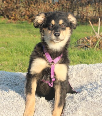 Nirella, Mischling Welpen - Hündin