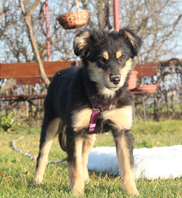 Nirella, Mischling Welpen - Hündin