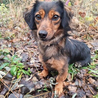 😉Nisha Langhaar Dackel Mix hat ein sehr sanftes und zurückhaltendes Wesen und ist extrem freundlich und anhänglich💥