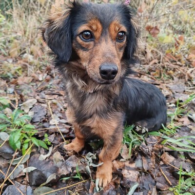 😉Nisha Langhaar Dackel Mix hat ein sehr sanftes und zurückhaltendes Wesen und ist extrem freundlich und anhänglich💥, Langhaar Dackel Mischling - Hündin