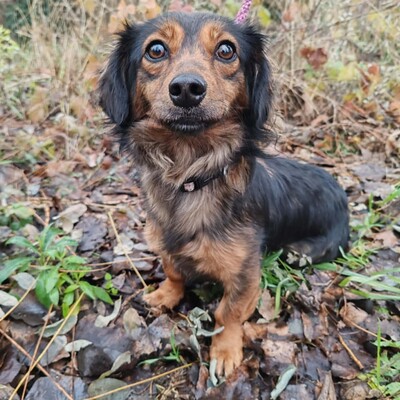 😉Nisha Langhaar Dackel Mix hat ein sehr sanftes und zurückhaltendes Wesen und ist extrem freundlich und anhänglich💥, Langhaar Dackel Mischling - Hündin