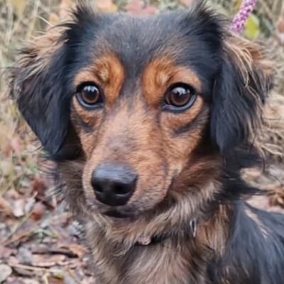 😉Nisha Langhaar Dackel Mix hat ein sehr sanftes und zurückhaltendes Wesen und ist extrem freundlich und anhänglich💥, Langhaar Dackel Mischling - Hündin