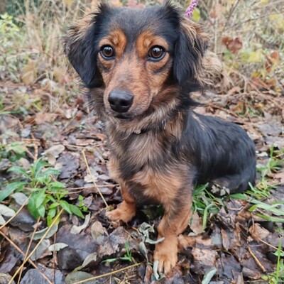 😉Nisha Langhaar Dackel Mix hat ein sehr sanftes und zurückhaltendes Wesen und ist extrem freundlich und anhänglich💥, Langhaar Dackel Mischling - Hündin