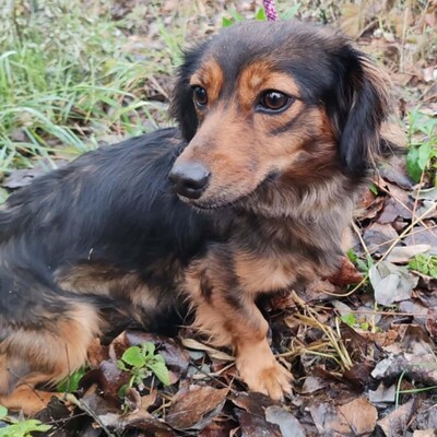 😉Nisha Langhaar Dackel Mix hat ein sehr sanftes und zurückhaltendes Wesen und ist extrem freundlich und anhänglich💥, Langhaar Dackel Mischling - Hündin