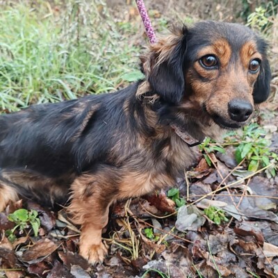 😉Nisha Langhaar Dackel Mix hat ein sehr sanftes und zurückhaltendes Wesen und ist extrem freundlich und anhänglich💥, Langhaar Dackel Mischling - Hündin