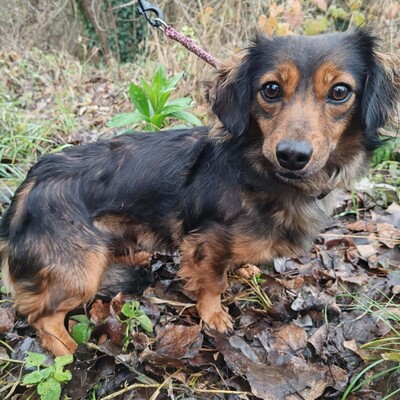 😉Nisha Langhaar Dackel Mix hat ein sehr sanftes und zurückhaltendes Wesen und ist extrem freundlich und anhänglich💥, Langhaar Dackel Mischling - Hündin