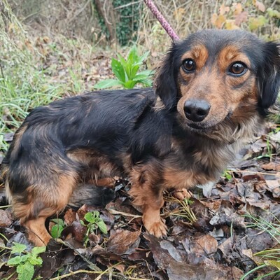 😉Nisha Langhaar Dackel Mix hat ein sehr sanftes und zurückhaltendes Wesen und ist extrem freundlich und anhänglich💥, Langhaar Dackel Mischling - Hündin