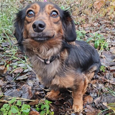 😉Nisha Langhaar Dackel Mix hat ein sehr sanftes und zurückhaltendes Wesen und ist extrem freundlich und anhänglich💥, Langhaar Dackel Mischling - Hündin