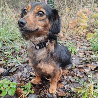 😉Nisha Langhaar Dackel Mix hat ein sehr sanftes und zurückhaltendes Wesen und ist extrem freundlich und anhänglich💥, Langhaar Dackel Mischling - Hündin